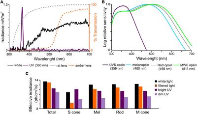 Neuronal Responses to Short Wavelength Light Deficiency in the Rat Subcortical Visual System